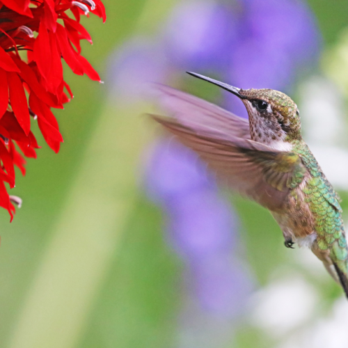 Incoming Hummer