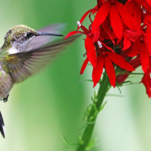 Embrace The Cardinal Flower