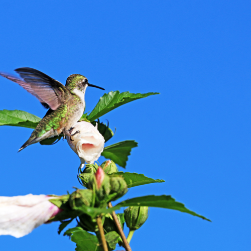 Hummingbird And Rose Of Sharon