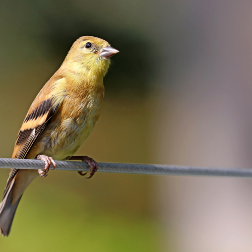 Aristocratic Goldfinch