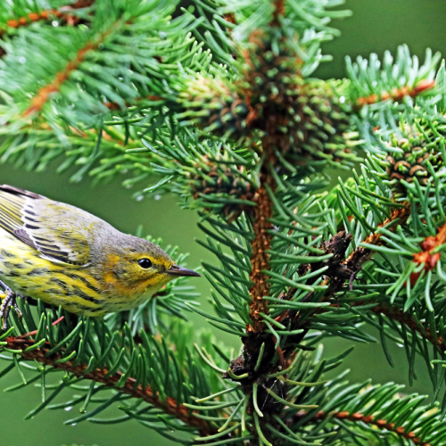 Cape May Warbler In Ready Mode