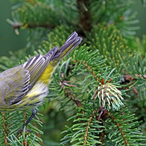 Cape May Warbler In Spruce Tree