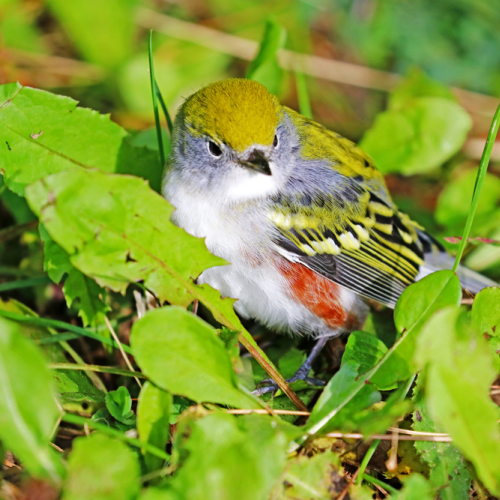 Chestnut Sided Warbler In Grass