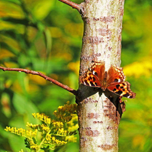 Compton Tortoiseshell Butterfly