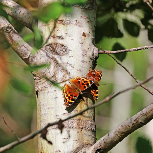 Compton Tortoiseshells On Poplar