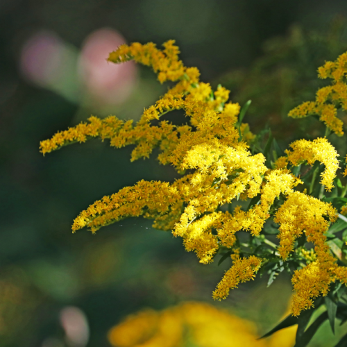 Fluffy Yellow Goldenrod