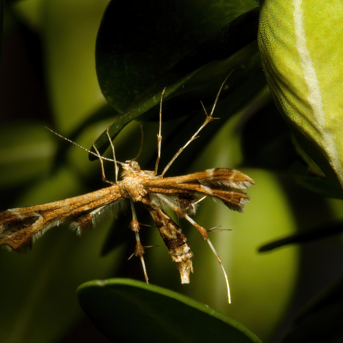 Moth
