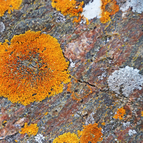 Wreck Island Lichen On Rock