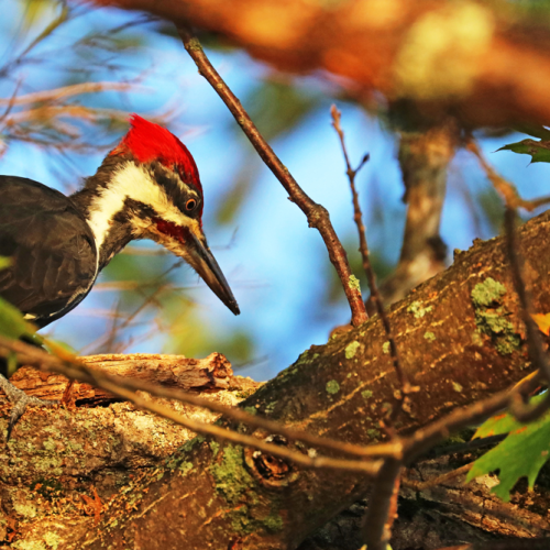 Pileated Woodpecker In Oak Tree
