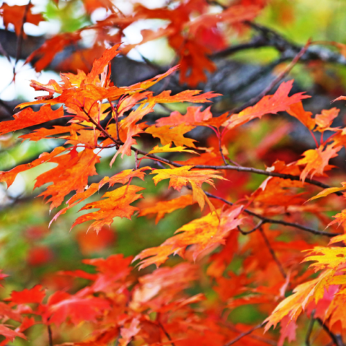 Autumn Oak Leaves