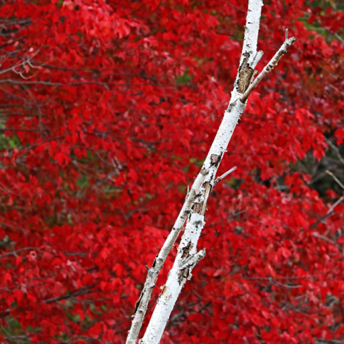 Red And White In Autumn