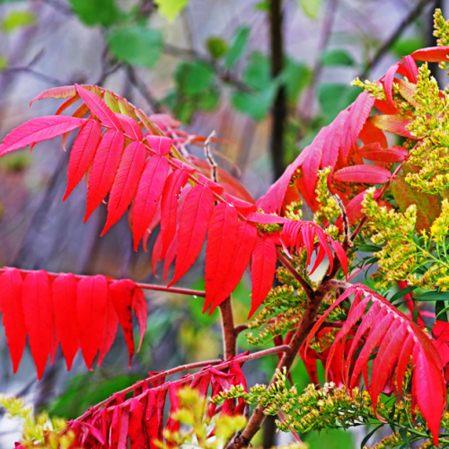 Red Sumac And Yellow Goldenrod