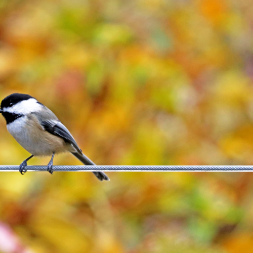 Chickadee On The Line In Autumn