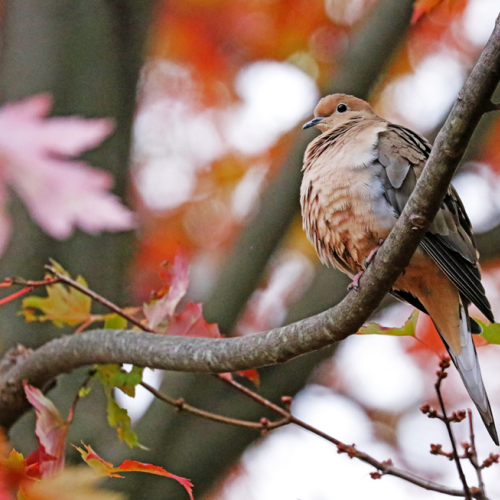 Mourning Dove In Fall Maple Tree