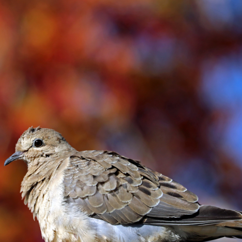 Mourning Dove Autumn Portrait