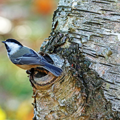 Posing Autumn Chickadee