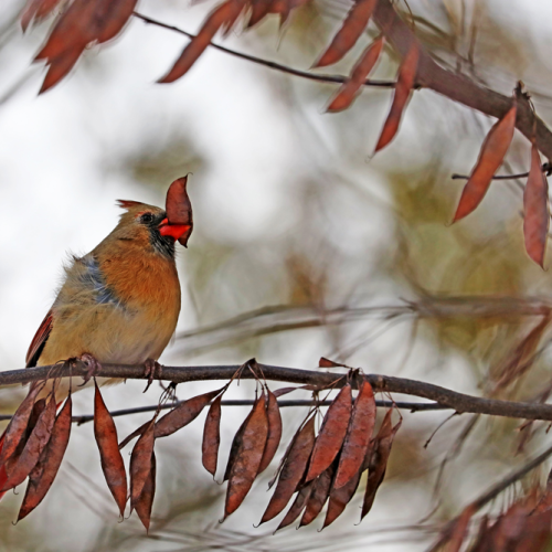 Red Cardinal And The Pod