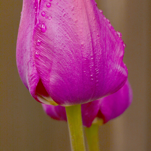 Tulip