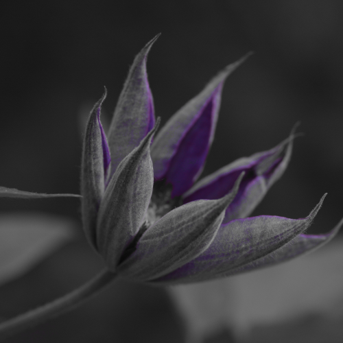 Clematis