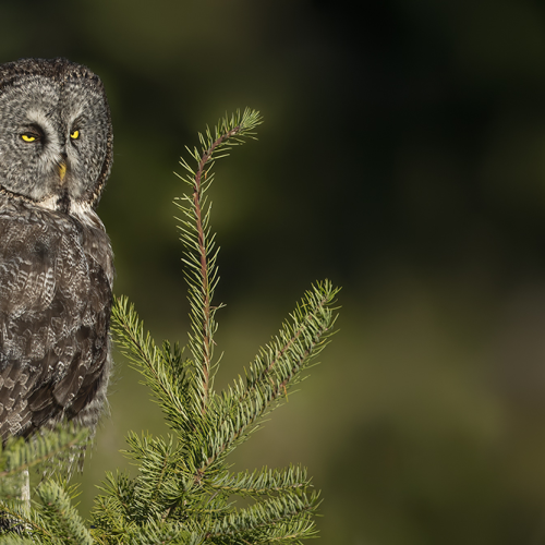 Tree Topper
