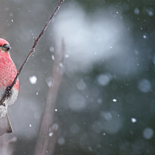 Christmas bird