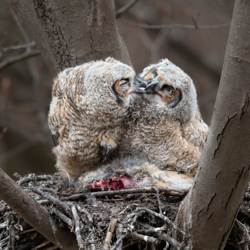 Great horned owlet playing 