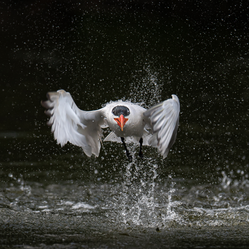 Caspian Tern rise up from the water