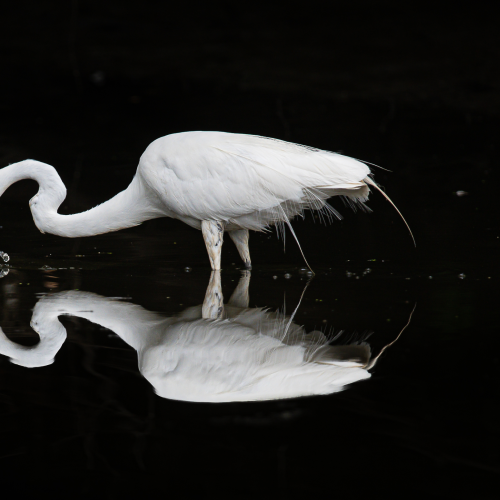 Great egret hunting for fish