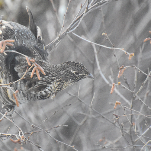 Partridge in a birch tree