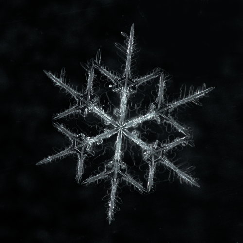 Stellar Dendrite