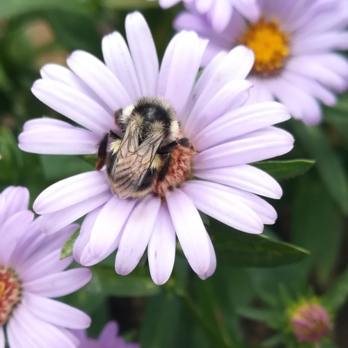 Bee-ing Content 