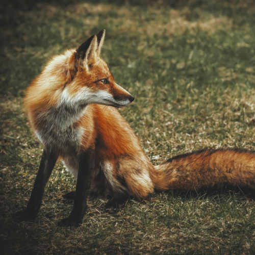 Fox Family