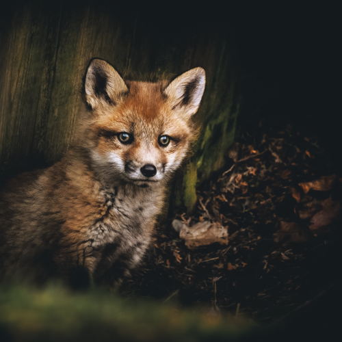 Fox Family