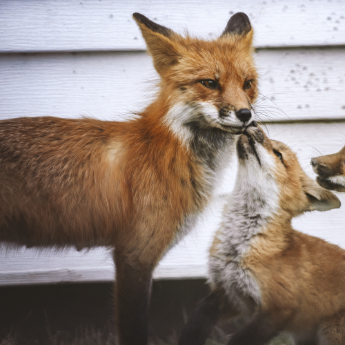Fox Family
