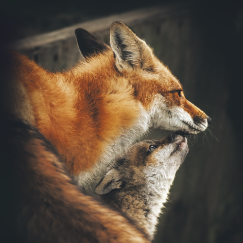 Fox Family
