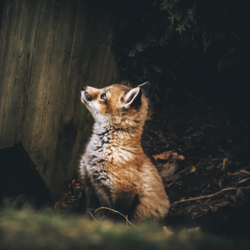 Fox Family