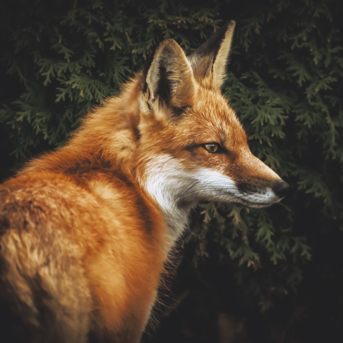 Fox Family