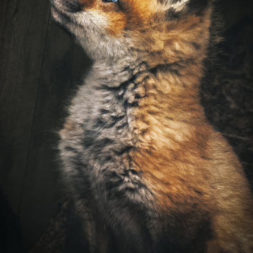 Fox Family
