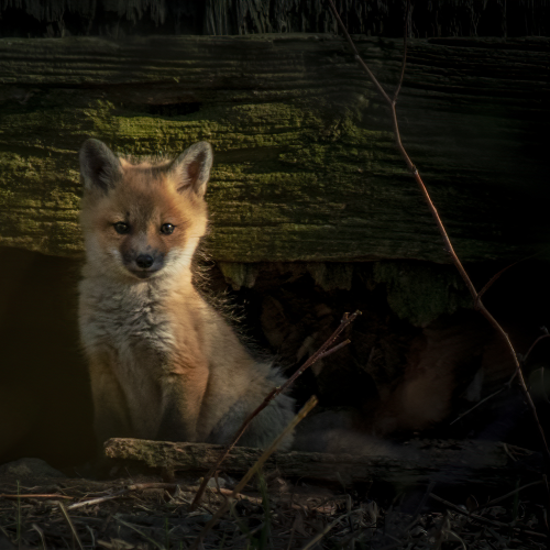Fox Family