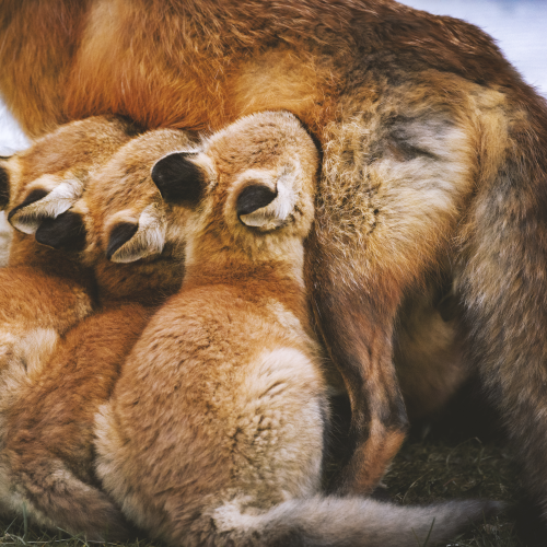 Fox Family