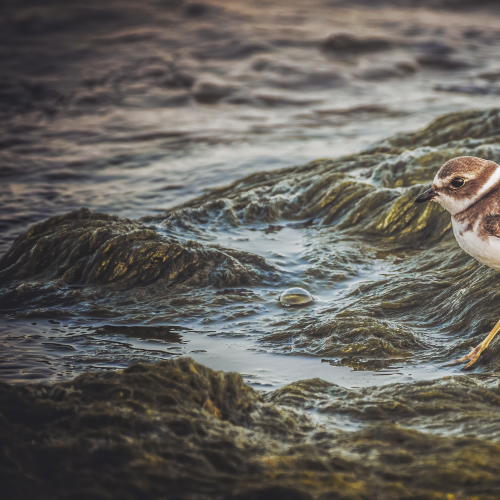 Waterbirds