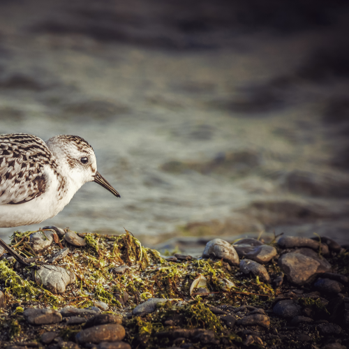 Waterbirds
