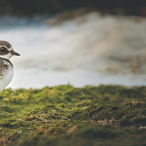 Waterbirds