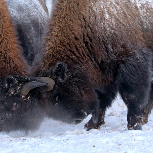 Wood Bison battle