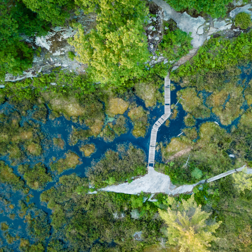 Bridge to Nature