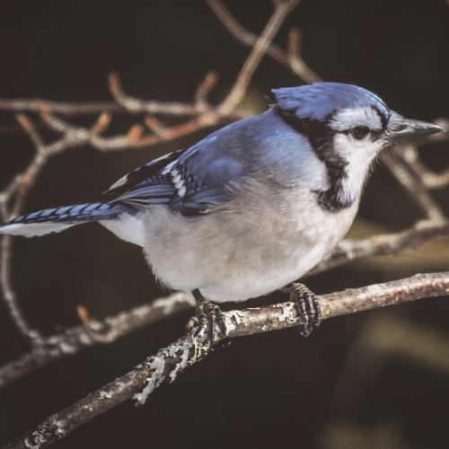 Residents of Algonquin