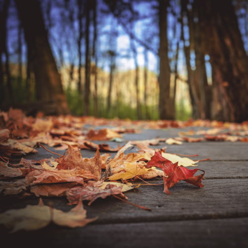 Fall Focus