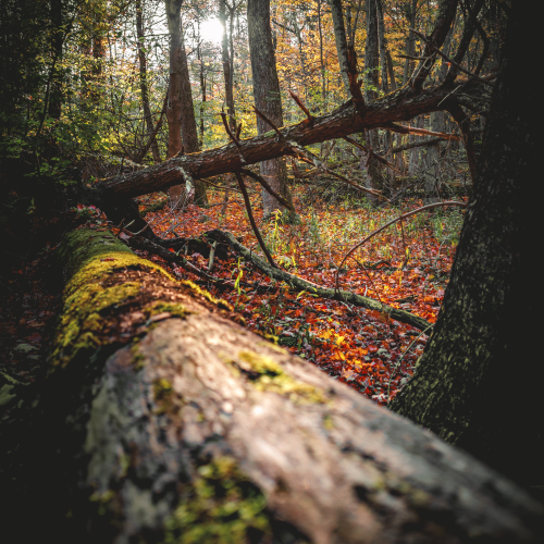 Fall Neglect
