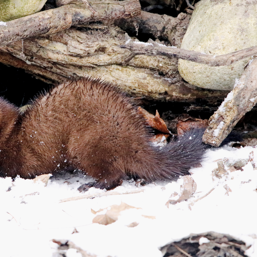 Mealtime For Mink