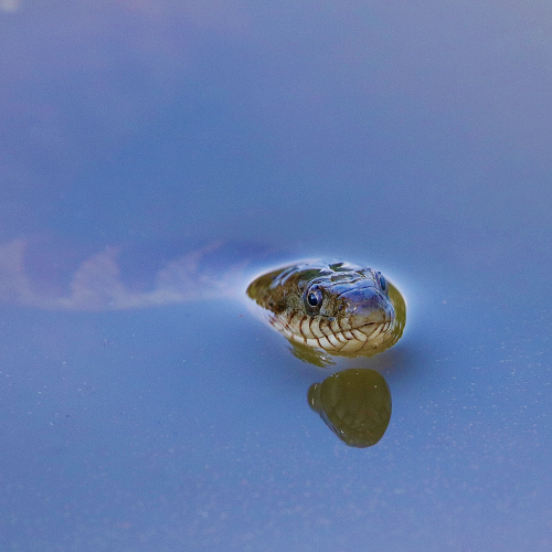 Watersnake Looking At Me